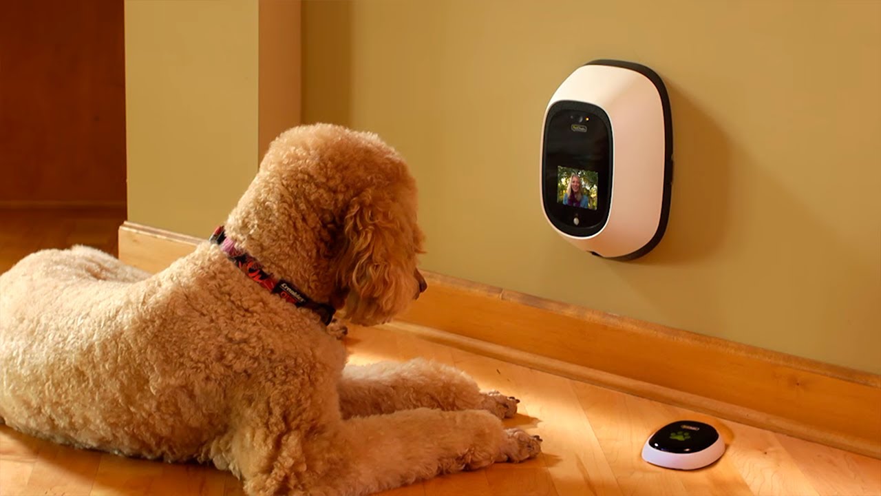 10 Innovative Pet Devices for Pet Owners!